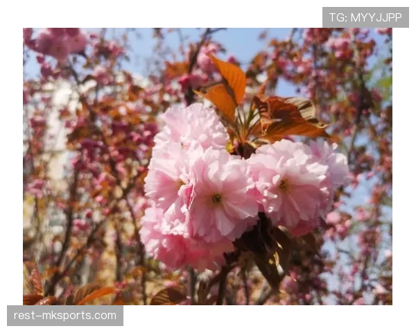 日本队获樱花助威，士气高涨迎战新挑战